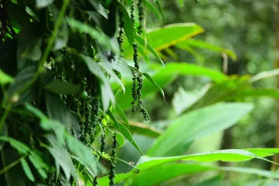 Spice Garden Periyar